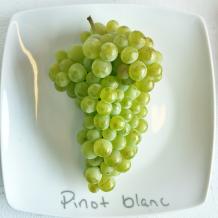 images/categorieimages/Pinot Blanc grape 2.0.jpg